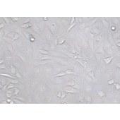 TSINGKE TC‒H0070 MDA-MB-157 人乳腺癌细胞