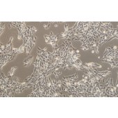 TSINGKE TC‒R0037 TM3 正常小鼠睾丸Leydig细胞