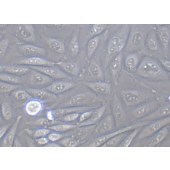TSINGKE TC‒X0008 CHO 中国仓鼠卵巢细胞