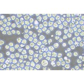 TSINGKE TC‒R0011 SP2/0-Ag14 小鼠骨髓瘤细胞