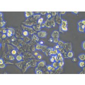 TSINGKE TC‒H0105 HCT-116 人结直肠腺癌细胞