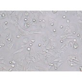 TSINGKE TC‒H0260 A-673 人横纹肌肉瘤细胞