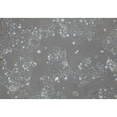 TSINGKE TC‒H0101 Caco-2 人结直肠腺癌细胞