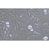 TSINGKE TC‒H0257 143B 人骨肉瘤细胞