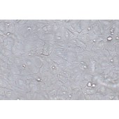 TSINGKE TC‒H0295 ARPE-19 人视网膜上皮细胞