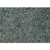 TSINGKE TC‒H0245 TF-1 人血液白血病细胞