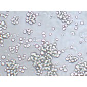 TSINGKE TC‒H0117 COLO 201 人结直肠腺癌细胞