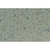 TSINGKE TC‒R0040 PK136 小鼠杂交瘤细胞
