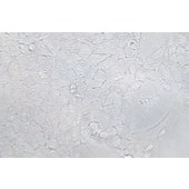 TSINGKE TC‒H0298 MCF-10A 人正常乳腺上皮细胞