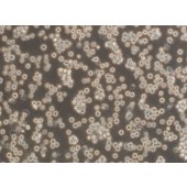 TSINGKE TC‒H0232 MOLT-4 人急性淋巴母细胞性白血病细胞