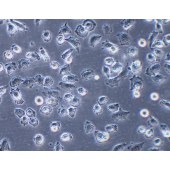 TSINGKE TC‒H0042 NCI-H838 人肺癌细胞