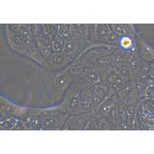 TSINGKE TC‒H0031 Calu-3 人肺腺癌细胞