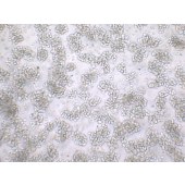 TSINGKE TC‒H0250 NB-4 人急性早幼粒白血病细胞