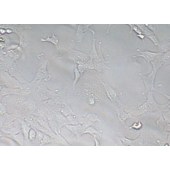 TSINGKE TC‒X0010 RF/6A 猴脉络膜-视网膜(内皮)细胞