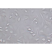 TSINGKE TC‒H0187 Caki-2 人乳头状肾细胞癌细胞