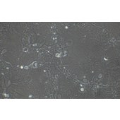 TSINGKE TC‒R0040 PK136 小鼠杂交瘤细胞