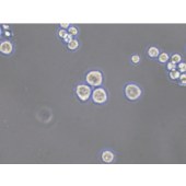TSINGKE TC‒H0196 RPMI-8226 人多发性骨髓瘤外周血B淋巴细胞
