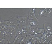 TSINGKE TC‒H0280 KMH-2 人甲状腺癌细胞（退行性）