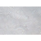 TSINGKE TC‒R0034 OP9 小鼠骨髓基质细胞