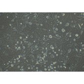 TSINGKE TC‒H0126 Kyse-410 人食管鳞癌细胞