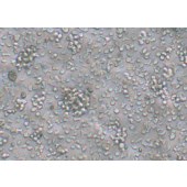 TSINGKE TC‒H0229 SHI-1 人急性髓细胞白血病细胞