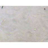 TSINGKE TC‒H0181 A498 人肾癌细胞