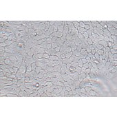 TSINGKE TC‒H0287 Bxpc-3 人原位胰腺癌细胞（中等至未分化）