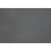 TSINGKE TC‒H0074 MDA-MB-468 人乳腺癌细胞