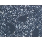 TSINGKE TC‒H0024 NCI-H358 人非小细胞肺癌细胞