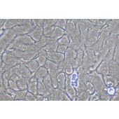 TSINGKE TC‒H0303 HaCaT 人永生化表皮细胞