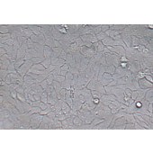 TSINGKE TC‒H0303 HaCaT 人永生化表皮细胞