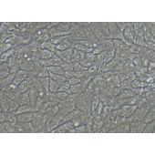 TSINGKE TC‒H0109 HCT-8 人结直肠腺癌细胞