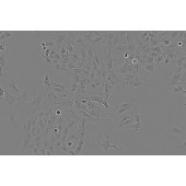 TSINGKE TC‒H0216 T98G 人脑胶质母细胞瘤