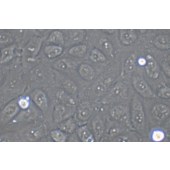 TSINGKE TC‒H0299 HK-2 人肾皮质近曲小管上皮细胞