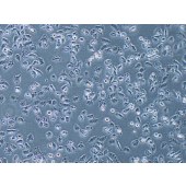 TSINGKE TC‒H0042 NCI-H838 人肺癌细胞