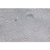 TSINGKE TC‒H0293 GBC-SD 人胆囊癌细胞