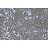 TSINGKE TC‒H0301 BEAS-2B 人正常支气管上皮细胞