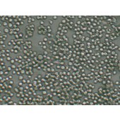 TSINGKE TC‒H0225 K562 人慢性髓原白血病细胞