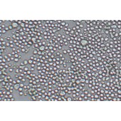 TSINGKE TC‒R0011 SP2/0-Ag14 小鼠骨髓瘤细胞