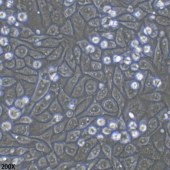 TSINGKE TC‒H0023 PC9 人非小细胞肺癌细胞