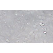 TSINGKE TC‒H0294 NCI-H226 人间皮瘤细胞
