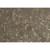 TSINGKE TC‒R0035 BNL CL.2 小鼠胚胎肝细胞