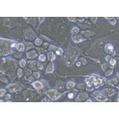 TSINGKE TC‒R0017 Neuro-2a 小鼠神经母细胞瘤细胞
