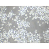 TSINGKE TC‒H0110 COLO 205 人结直肠腺癌细胞