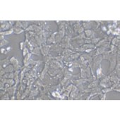 TSINGKE TC‒H0270 SK-N-MC 人神经上皮瘤细胞