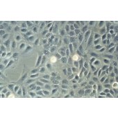 TSINGKE TC‒H0258 U-2 OS 人骨肉瘤细胞
