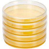 biopico LB0103 LB 琼脂平板（氨苄抗性， 50ug/mL ），90×15mm圆形板