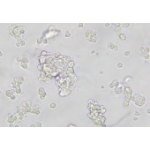 TSINGKE TC‒R0023 AtT-20 小鼠垂体瘤细胞