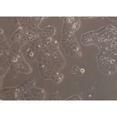 TSINGKE TC‒H0168 MS751 人子宫颈表皮癌细胞