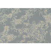 TSINGKE TC‒R0036 LLC 小鼠lewis肺癌细胞